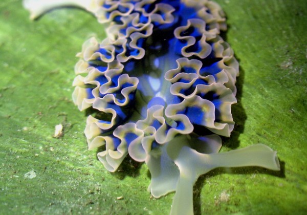 Elysia crispata slug on algae