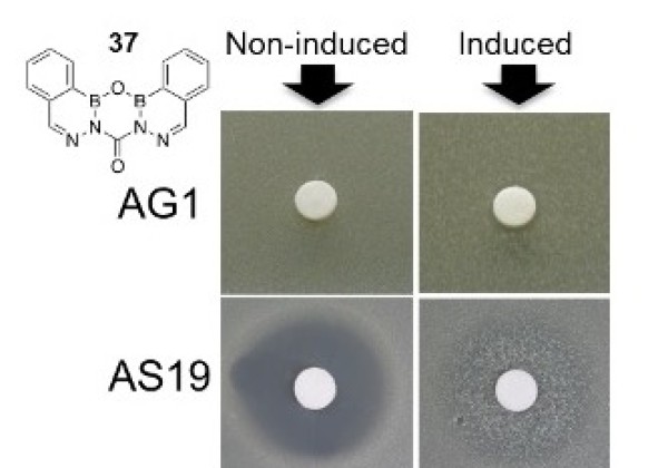 photo of assay tray with antibiotic disks