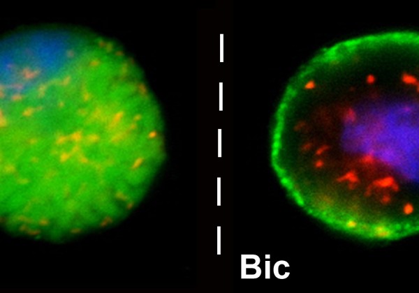 fluroscence image of isolated gill cells