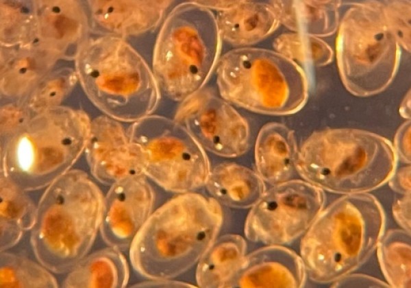 skogsbergia ostracod crustaceans