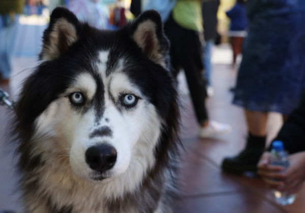 A husky.