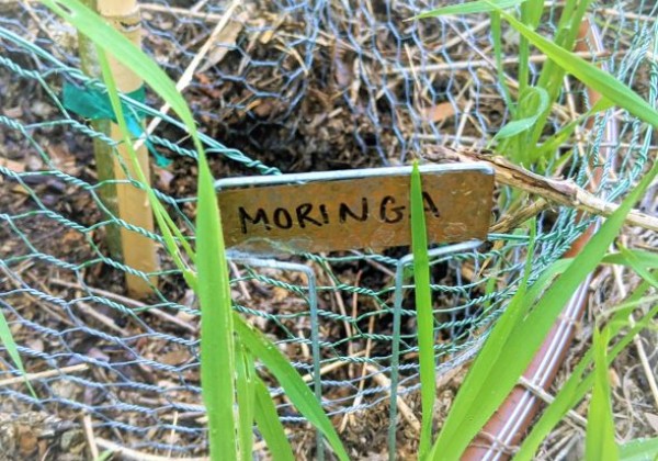 Picture of Moringa Plant Growing in Garden