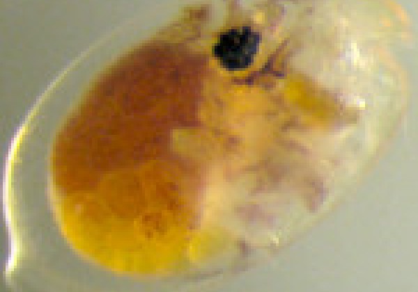 Ostracod crustacean that lives off of the Pacific Coast