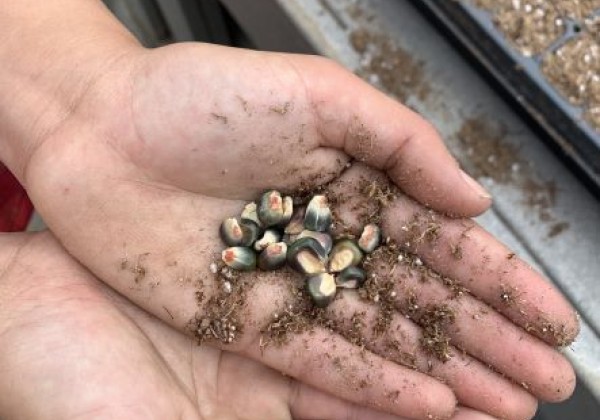 Planting of Seeds in Garden