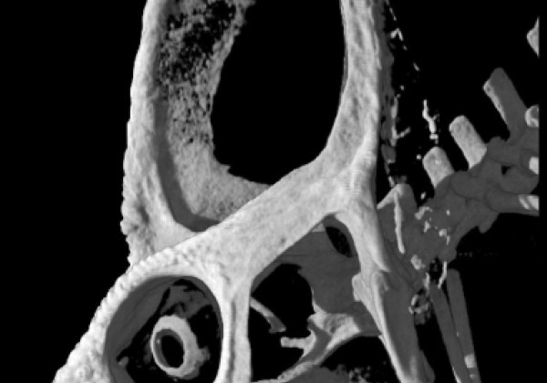 Photo of CT scan of chameleon