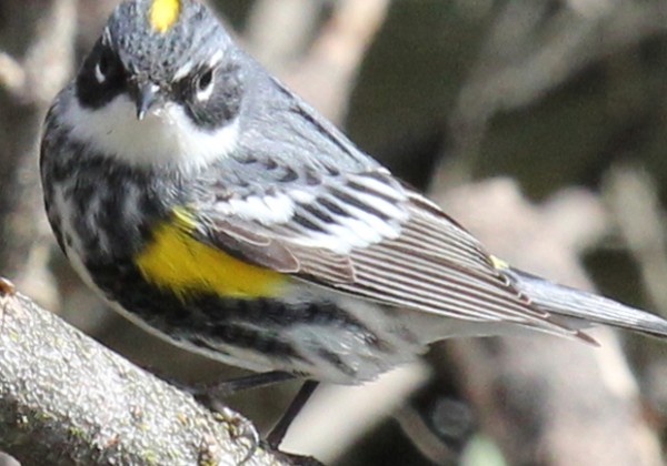 Yellow-rumped Warbler