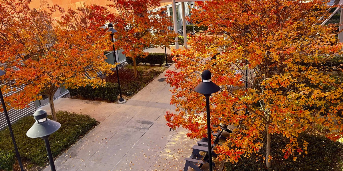 A courtyard with many colorful trees surrounding it.
