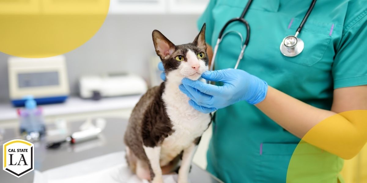 woman in scrubs holding cat