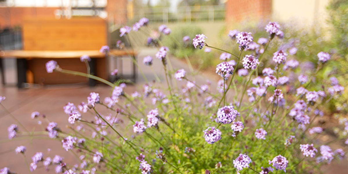 Purple flowers in garden