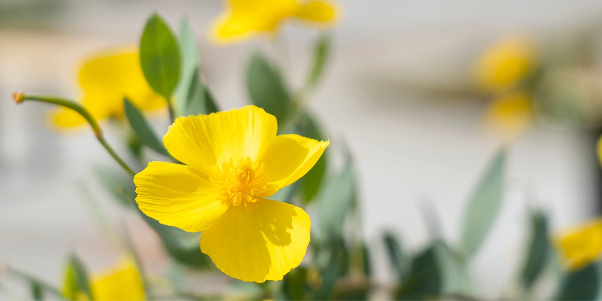 Yellow flower close up in garden