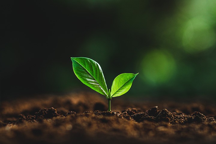 A small seedling.