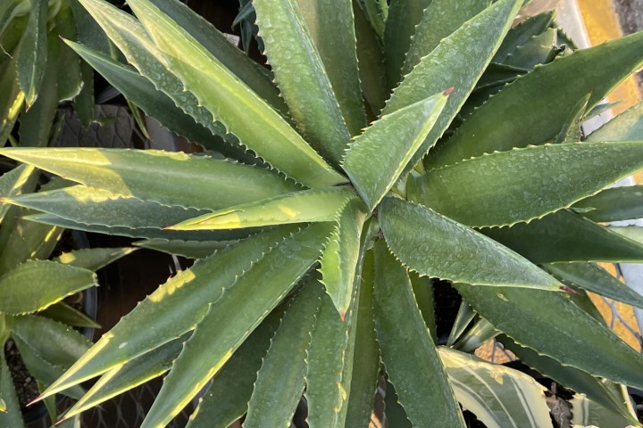 agave