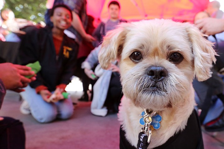 Dog with students in background