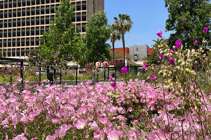 Campus flower