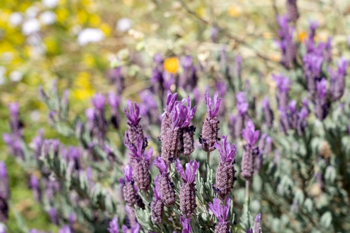 Garden of flowers in bloom