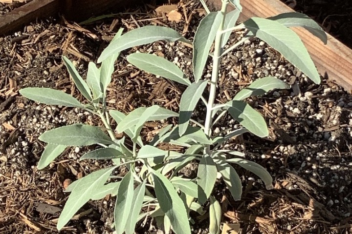 White sage