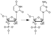 Chemical structures for uridine and cytidine and an arrow indicating reverse editing