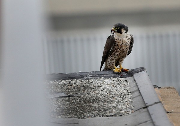 A peregrine falcon perched on a rooftop ledge at Cal State LA, with part of its prey visible beneath its talons.