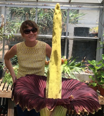 Dr. Fisher with Amorphophallus titanum bloom, May 2016