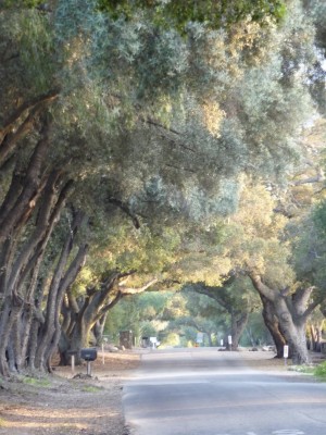 decorative image - trees and road