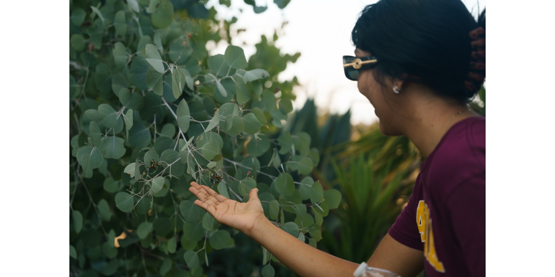 analli calipillars