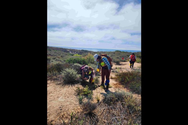 Two people are examining flag placement in the dirt with another student with a safety vest on in the background places a flag.
