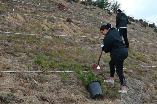 Fellow digging a hole to plant a tree.