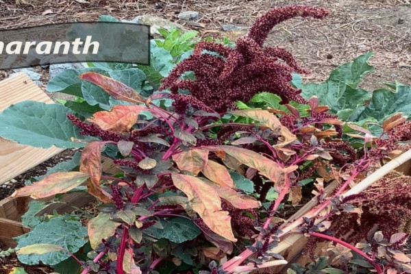 Amaranth plant