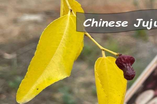 Chinese Jujube plant