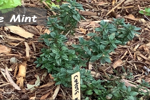 Coyote Mint