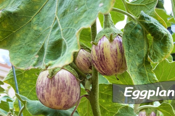 Striped Eggplant 