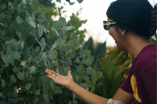 analli calipillars