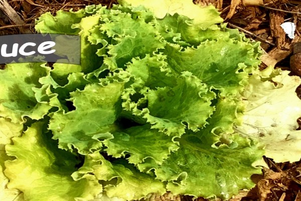 Growing head of Lettuce