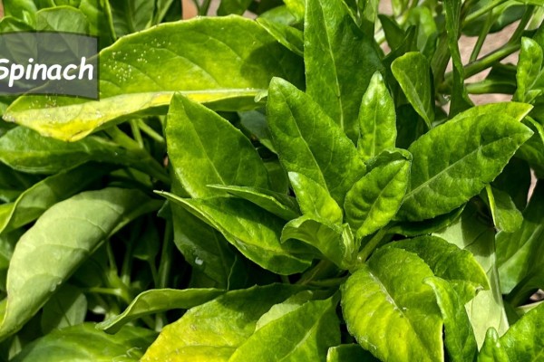 Growing Longevity Spinach