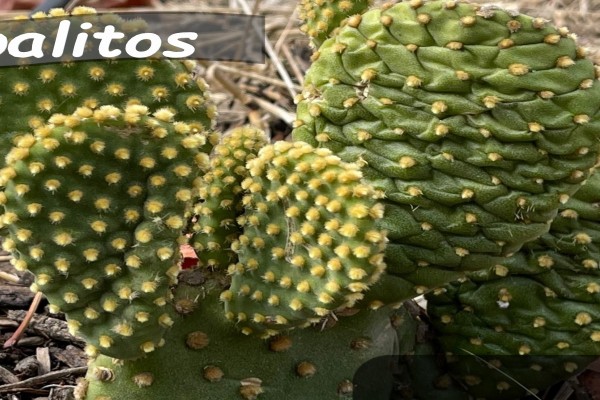 Nopalitos Cactus Plant