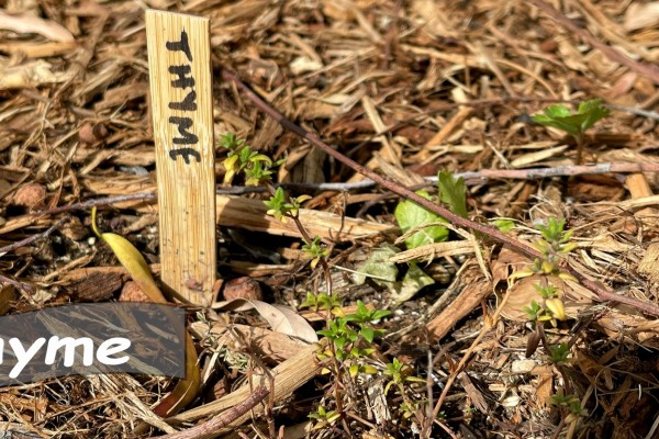 Thyme in Herb Garden