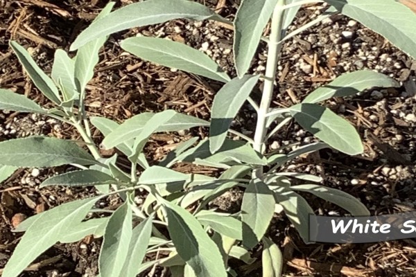 White Sage plant