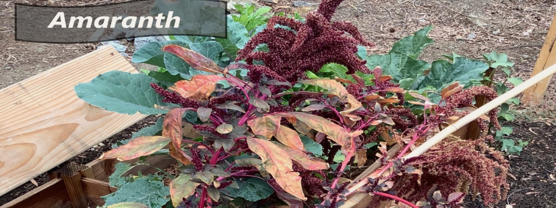 Amaranth plant