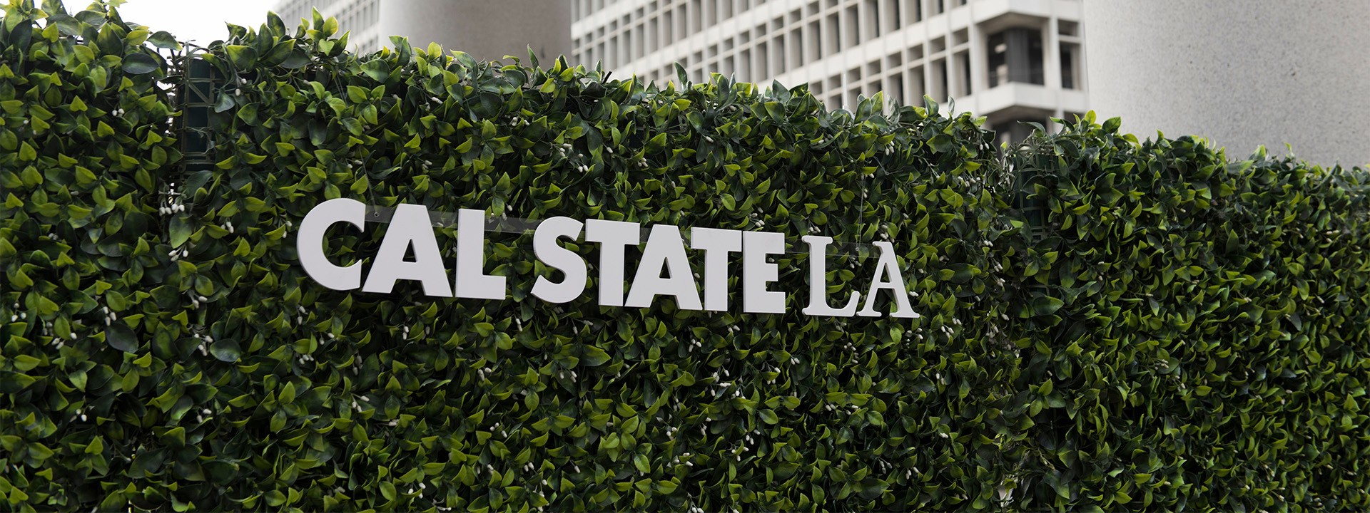 hedge with cal state la plastic lettering