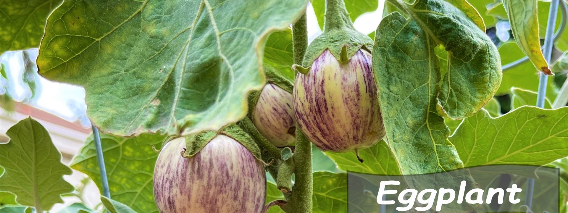 Striped Eggplant 