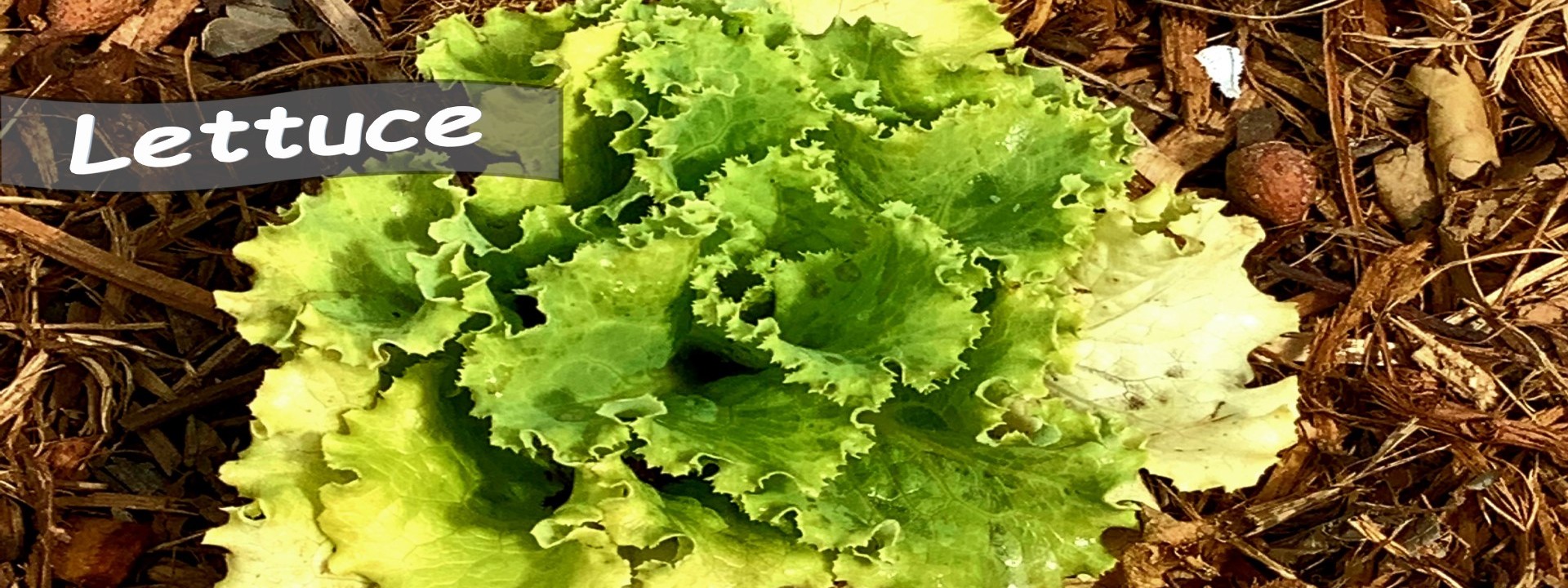 Growing head of Lettuce