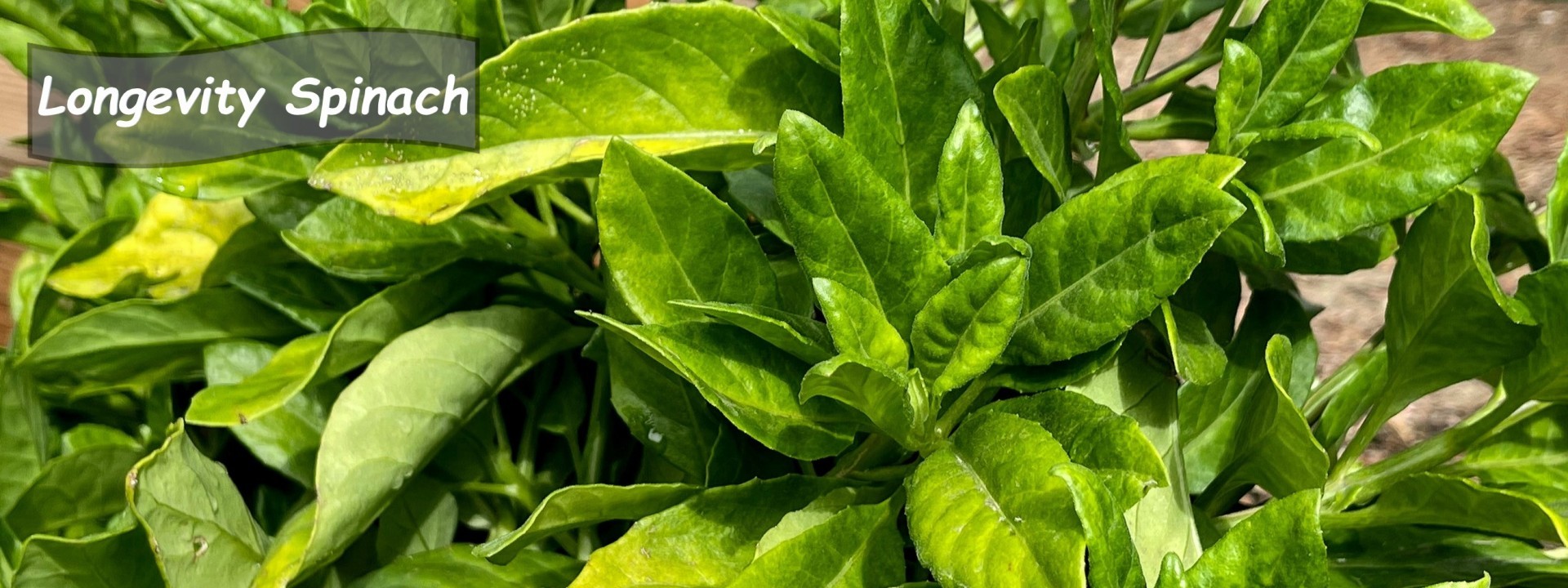 Growing Longevity Spinach