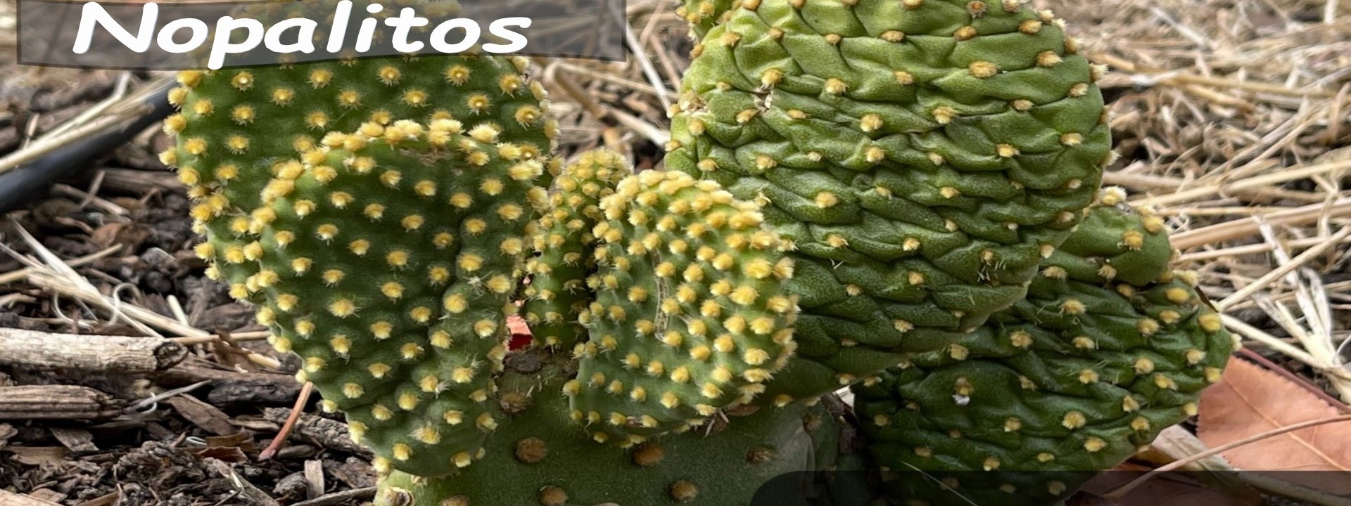 Nopalitos Cactus Plant