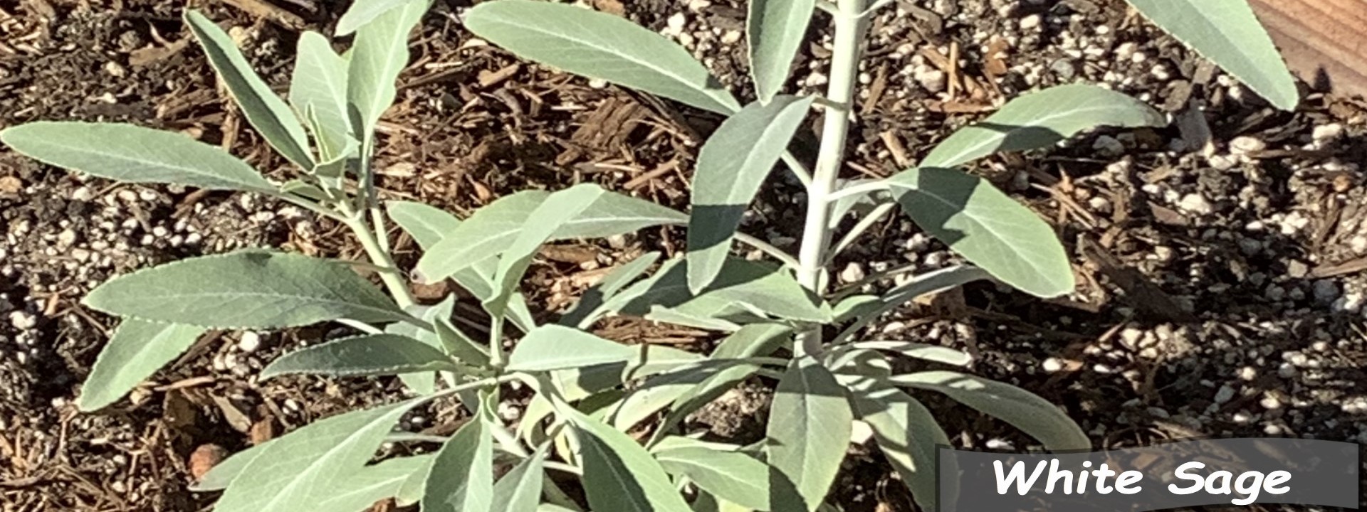 White Sage plant