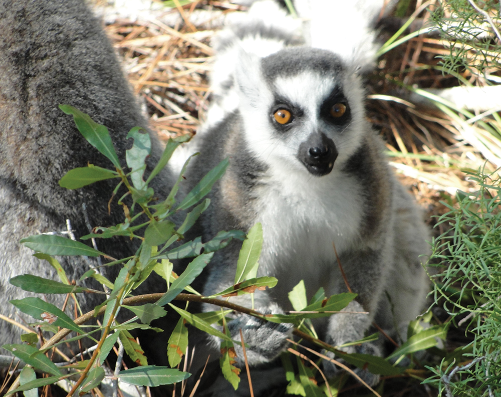 Lemurs