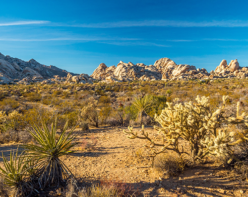 Mojave Desert