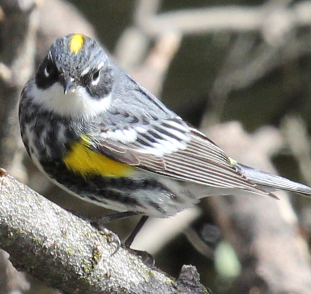 Yellow-rumped Warbler