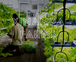 Xinampa farms